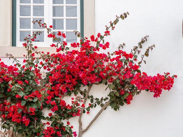 Eggers, Julie 아티스트의 Portugal-Obidos-Beautiful red bougainvillea blooming against a white stone wall작품입니다.